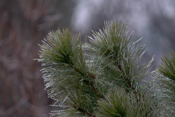 Pine needles in ice storm
