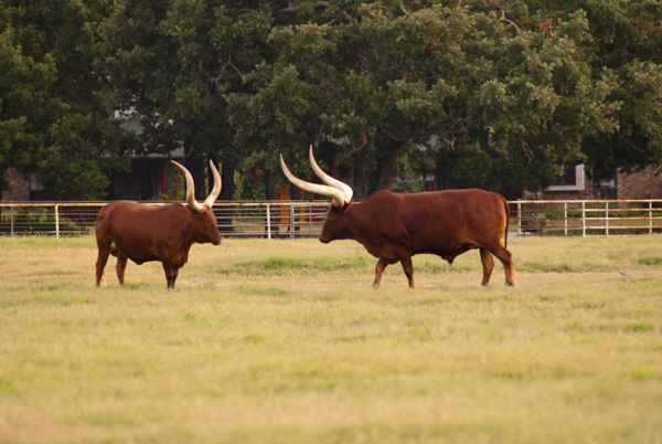 Long horn cattle, eastern Texas