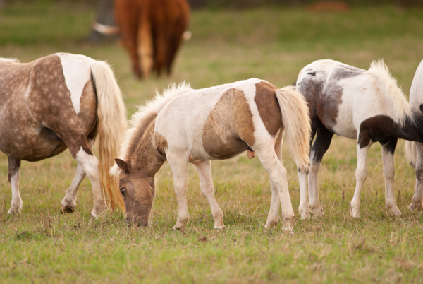Miniature horses, Texas