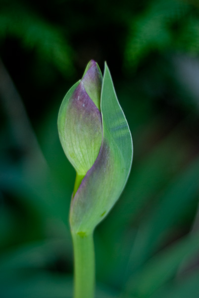 Orchid bud