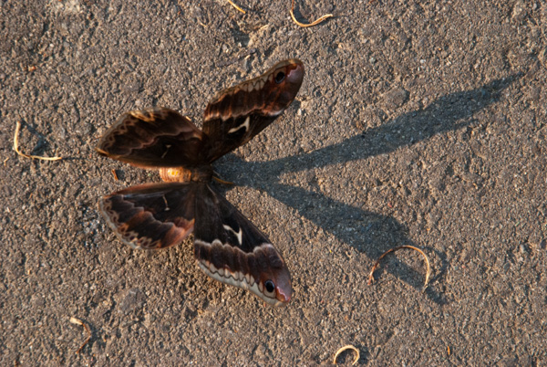 Dying butterfly on pavement