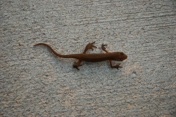 Lizard on pavement