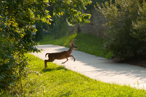 Deer Jumps Across Nature Trail