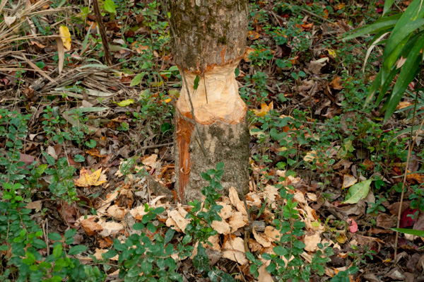 Beaver marks on tree