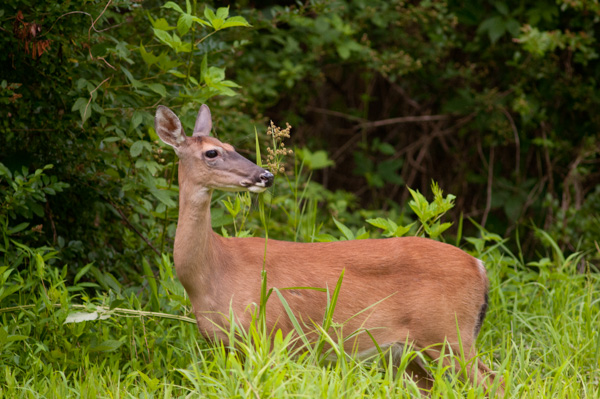 Deer, nature trail, North Carolina