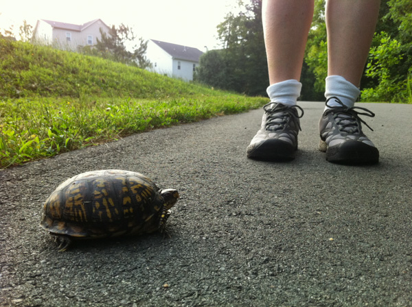 Turtle on nature trail