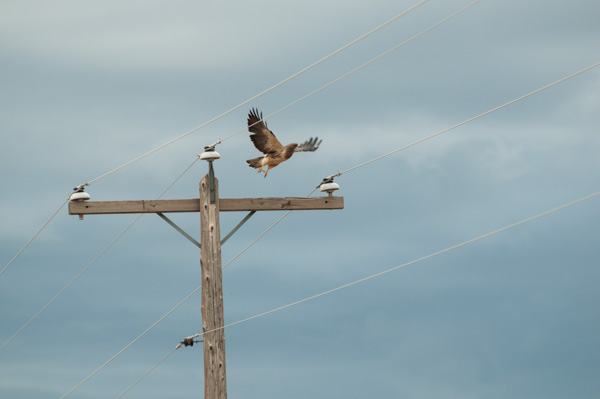 Hawk, telephone wires, Colorado