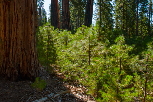 Yosemite, California