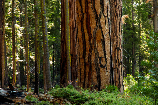 Yosemite, California