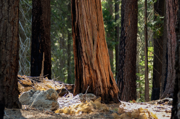 Yosemite, California