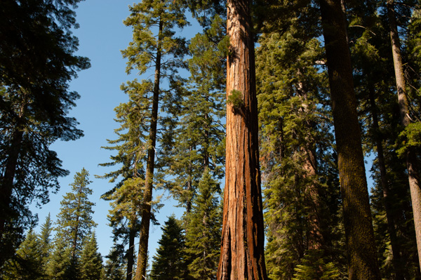 Yosemite, California