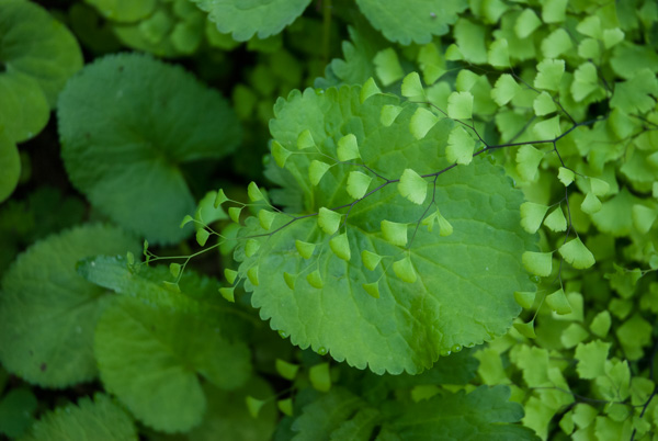 Leaves