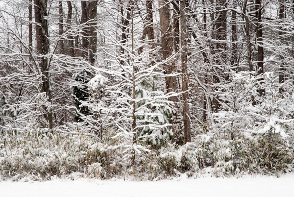 Snow on a nature trail, Apex, North Carolina