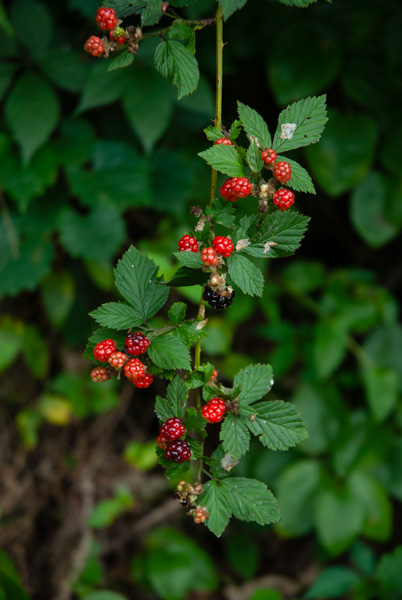 Berries on nature trail, Apex, North Carolina