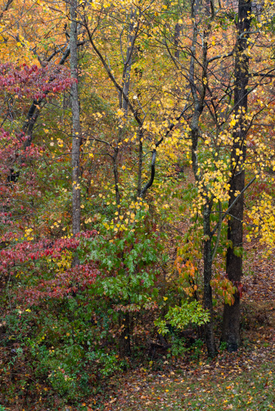 Autumn leaves on nature trail, Apex, North Carolina