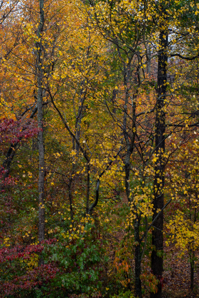 Autumn leaves on nature trail, Apex, North Carolina