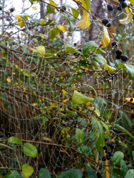 Spider web, Apex, North Carolina