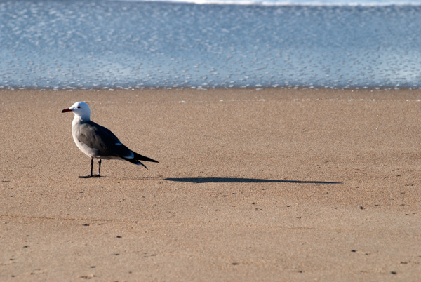 Seagull, Central Coast
