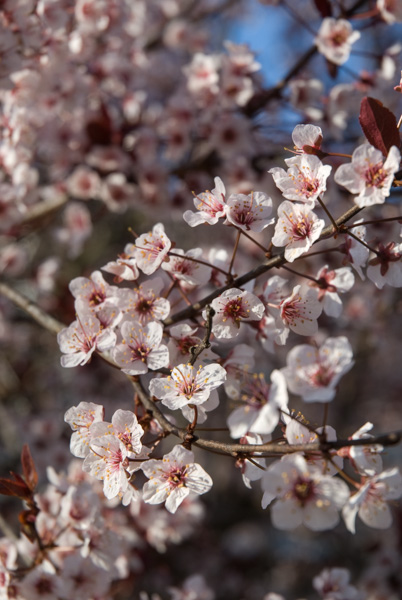 Blossoms on nature trail, Apex, North Carolina