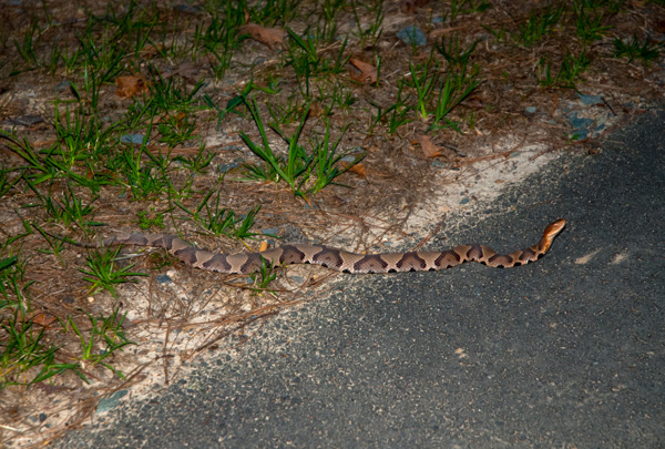 Copperhead snake, nature trail, Apex, North Carolina
