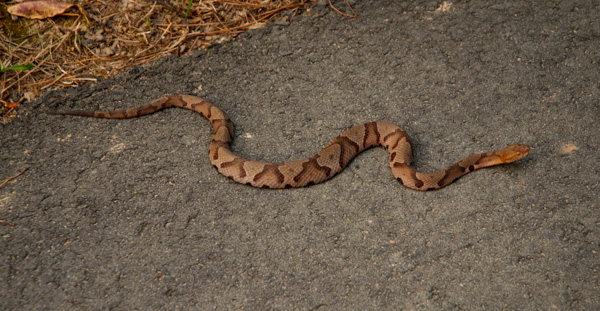 Copperhead snake, North Carolina