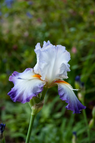 Iris, Apex, North Carolina