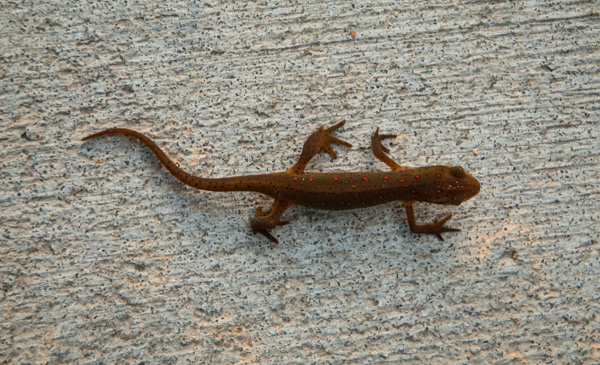 Lizard on pavement, Nature trail, Apex, North Carolina
