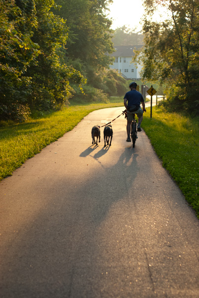 Cyclist walking dogs on nature trail