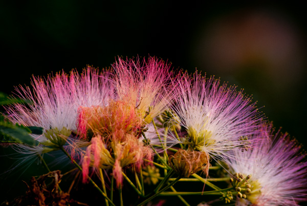 Mimosa Flowers, Nature trail, Apex, North Carolina