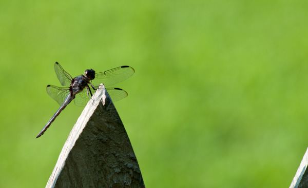 Dragon fly, Nature trail, Apex, North Carolina