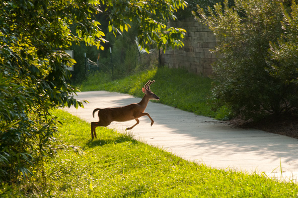 Deer Jumps Across Nature Trail, Apex, North Carolina