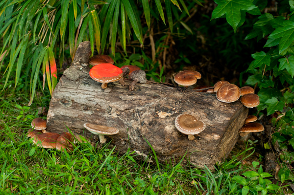 Mushrooms, Nature trail, Apex, North Carolina