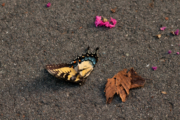 Dead Butterfly and Leaf, Nature trail, Apex, North Carolina