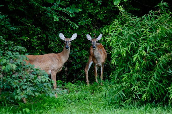 Deer, Nature trail, Apex, North Carolina