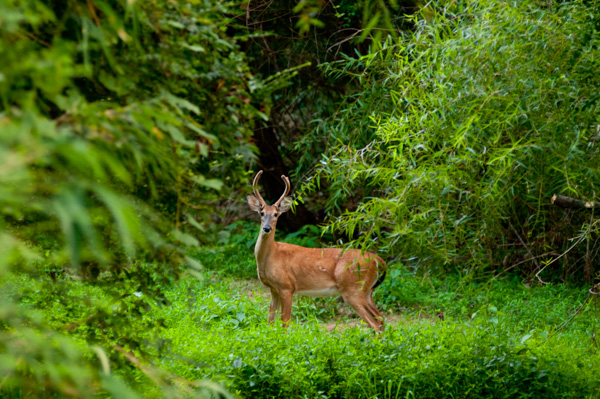 Deer, nature trail, Apex, North Carolina
