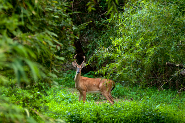 Deer, nature trail, Apex, North Carolina