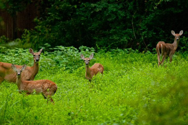Deer, Nature trail, Apex, North Carolina