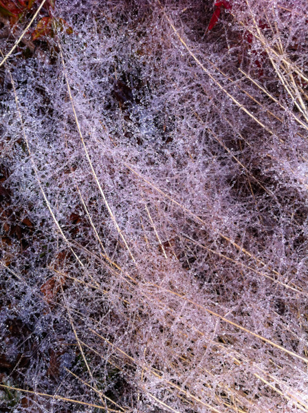 Ice on plants, Nature trail, Apex, North Carolina