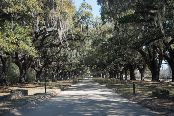 Avenue of Oaks, Boone Hall plantation