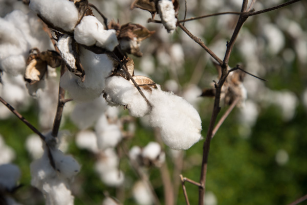 Cotton on Boone Hall Plantation