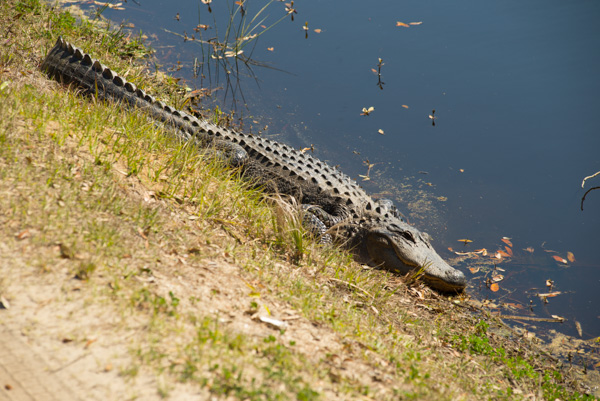 Alligator, Boone Hall plantation