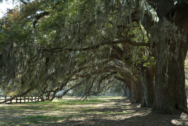 Trees and Spanish Moss, Boone Hall plantation