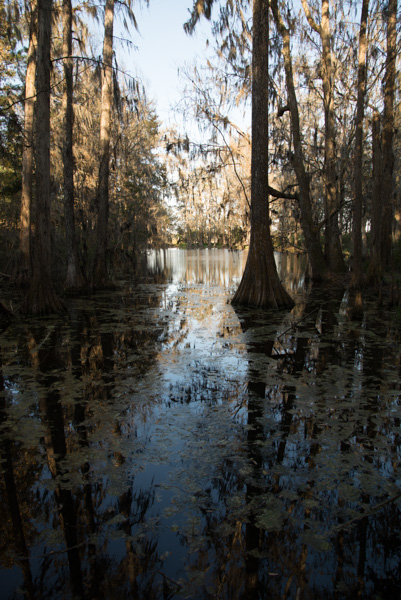 Tidewater marshes, Middle Place plantation