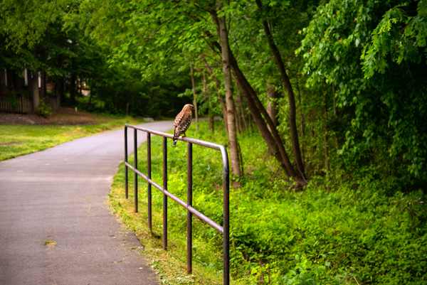 Hawk, Nature trail, Apex, North Carolina