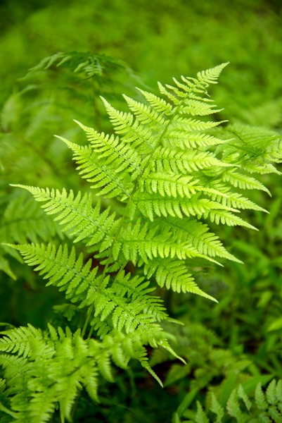 Ferns, Nature trail, Apex, North Carolina