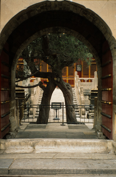 Garden, Forbidden City, Beijing, China