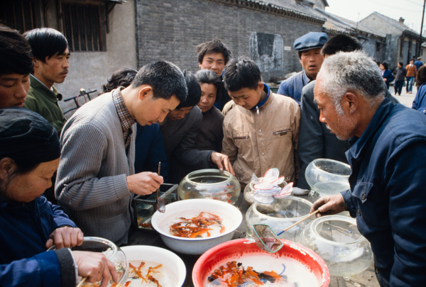 Goldfish in market, Beijing