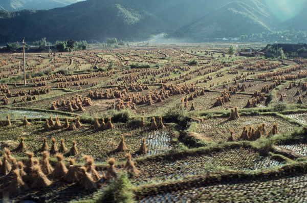 Grain stalks, Xichang, China