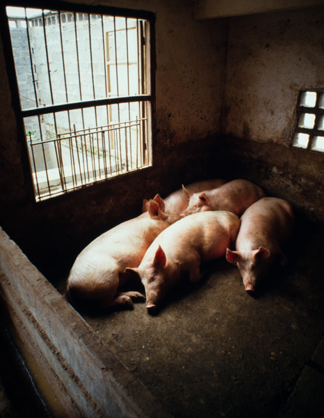 Pigs in pen, China