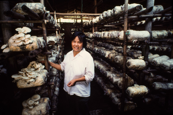 Mushroom grower, China